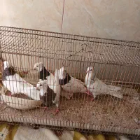 توقی|پرنده|امیدیه, |دیوار