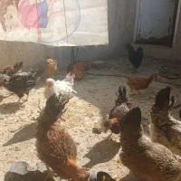 تعدادی مرغ و خروس رسمی اصل|حیوانات مزرعه|قم, شهرک امام حسین|دیوار
