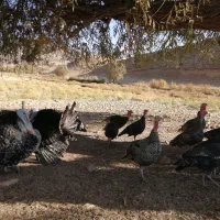 بوقلمون محلی