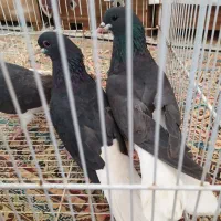 کبوتر شهری ،وبهبهونی فروش یا معاوضه با سهره وطوطی|پرنده|شیراز, بید زرد|دیوار