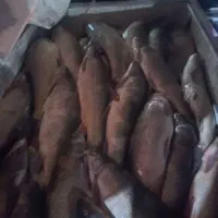 ماهی رودخونه ای
