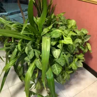 گلدان طبیعی بزرگ