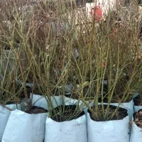 فروش نهال بلوبری گلدانی