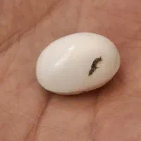 فیروزه عقیق نقره گردنی یمنی|جواهرات|تهران, دکتر هوشیار|دیوار