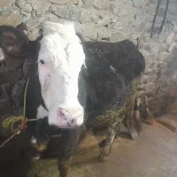 گاوسمینتال|حیوانات مزرعه|خاو و میرآباد, |دیوار