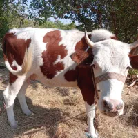 گاو ماده|حیوانات مزرعه|توکهور, |دیوار