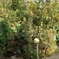 خانه باغ دنج استهریج مهریز|اجارهٔ کوتاهمدت ویلا و باغ|یزد, |دیوار