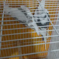 عروس هلندی آلبینو دوکت ۱۰۰٪ مولد ضمانتی|پرنده|تربت جام, کشتارگاه|دیوار