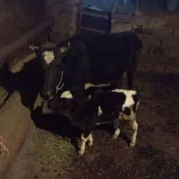 گاوه گوساله|حیوانات مزرعه|بیجار, |دیوار