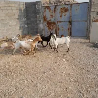 حیوانات|حیوانات مزرعه|دوگنبدان, |دیوار