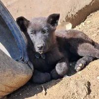 توله دوبرمن نر