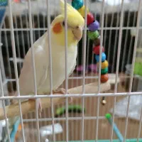 عروس هلندی ماده