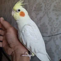 لوتینو خوشگل واروم سخنگو