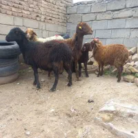 ۳ عدد میش بره قزل و مهربانی با بره درشت دان خور