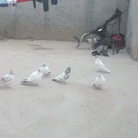 کبوتر|پرنده|بسطام, |دیوار