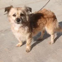 فروش واگذاری سگ