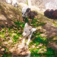 دل گلگی|سگ|نیشابور, دارایی|دیوار