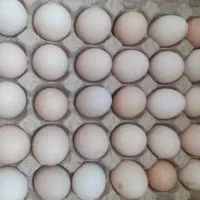 تخم اوردک درشت اندام نطفه