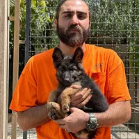 ژرمن اصیل شولاین|سگ|تبریز, |دیوار