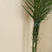 درختچه خرما