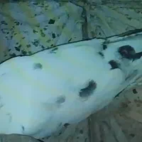 دو عدد کبوتر گمشده|پرنده|شاهرود, |دیوار