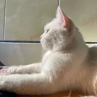 گربه نژاد وان(خاص و کمیاب)