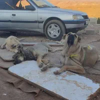 سرابی عراقی توله نرماده روتوایلر نر|سگ|تبریز, |دیوار