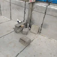 دمسیا ماده|حیوانات|همدان, |دیوار