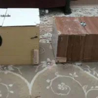 لانه‌عروس‌هلندی۲‌عدد