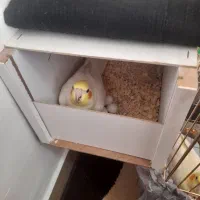 عروس هلندی|پرنده|دلیجان, |دیوار