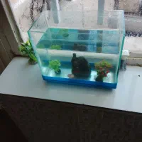 یک آکواریوم با لوازم قیمت خوب