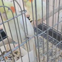 عرویهلندیمولد|پرنده|سرپل ذهاب, |دیوار