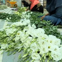 استخدام در گلخانه گل شاخه بریده|استخدام صنعتی، فنی، مهندسی|گلمکان, |دیوار