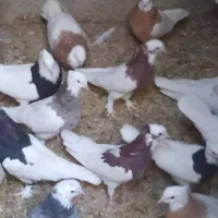 کبوتر طوقی|پرنده|شال, |دیوار