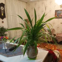 گیاهان آپارنمانی کروتون و پاندانوس|گل و گیاه طبیعی|تهران, توحید|دیوار