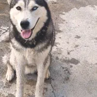 سگ هاسکی