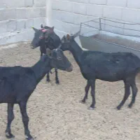 دوبز و یک کولار مورسیا