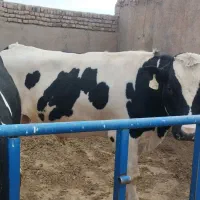 2 گوسالع نر چاق