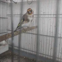 پرنده سهره معاوضه با سهره خاکی|پرنده|تهران, بازار|دیوار