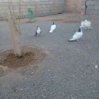 دو جفت کفتر