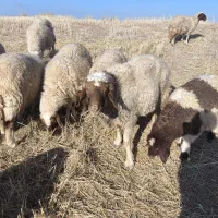 ورن  قوچ میش  بره بز  بزغاله باب قصای|حیوانات مزرعه|قصرشیرین, |دیوار