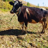 گاووگوساله دورگ