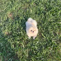 توله پیکینز