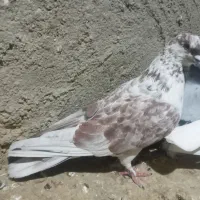 کبوتر