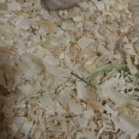 فروش همستر خانگی