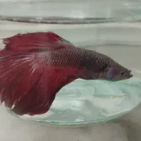 سه عدد فایتر