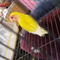 طوطی کوتوله