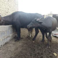 گاومیش