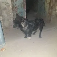 واگذاری سگ پاکوتا رایگان