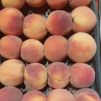 فروشنده خانم یا آقا جهت کار در مغازه میوه فروشی